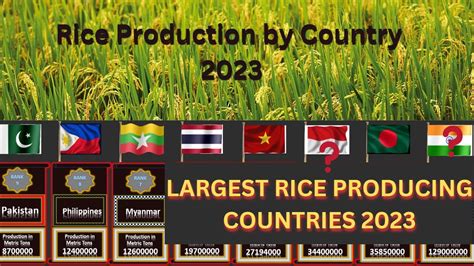 Largest Rice Producing Countries 2023 Rice Production By Country 2023