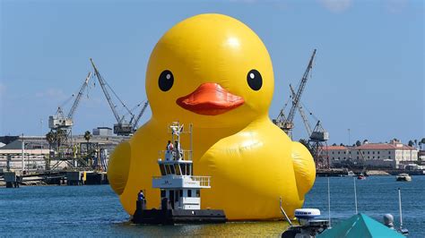 Enormous Rubber Duck In Canada Is Counterfeit Artist Alleges Wamu