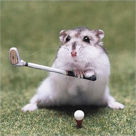 Hamster Playing Golf Look Out Tiger Silly Animals Funny Hamsters