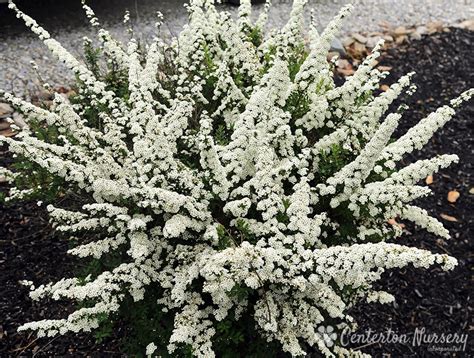 Each fall this bush will become a beacon of scarlet in the garden, more beautiful than any flowering plant, and as colorful for as long as almost any. 'Snowmound' Dwarf Spirea