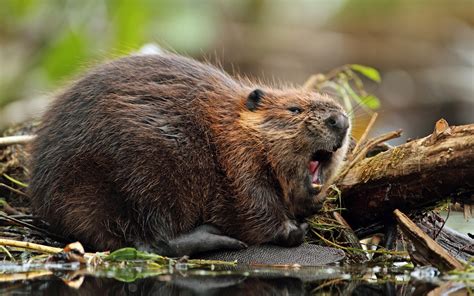 Beaver Full Hd Wallpaper And Background Image 2560x1600 Id351445