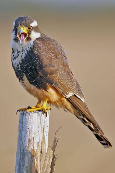 √ 6 Different Types Of Falcons Birds Pet Birds Raptors Bird