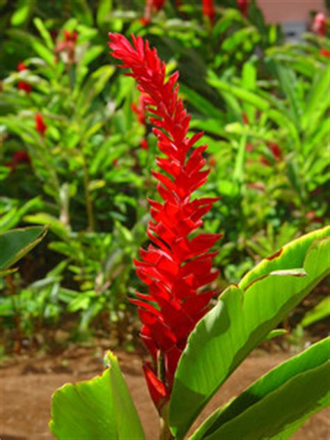 Maybe you would like to learn more about one of these? Ginger Flowers Photo Clipart Image - The red flower of a ...