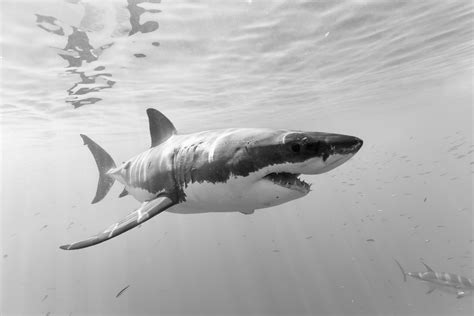 Shark Fish Hd Wallpaper Photos