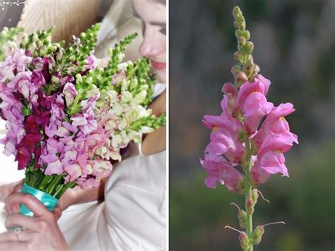 20 Best Flowers In Season In May For Your Wedding Amazing Flowers