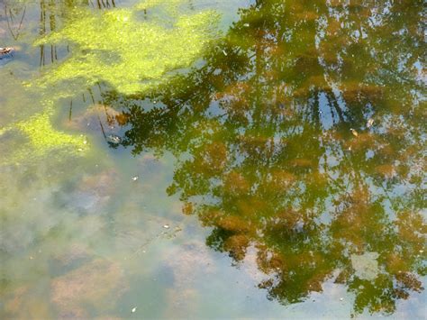 Free Images Tree Water Forest Branch Sunlight Leaf Pond Green