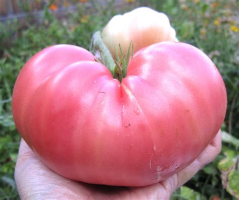 Best Heirloom Tomato Varieties Crafty For Home