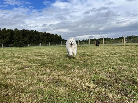 Photo Gallery - Unleash the Dogs | Secure Dog Parks