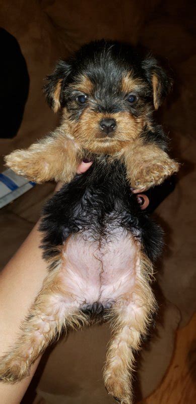 We sell all over the us, so contact us for the cutest dog you'll ever. Yorkie Puppies for Sale in Chicago, Illinois