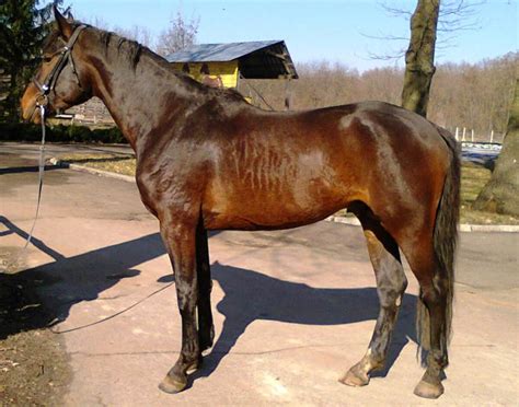 ukrainian saddle riding horse ukrajinsky jezdecky kun horses  horse breeds horse