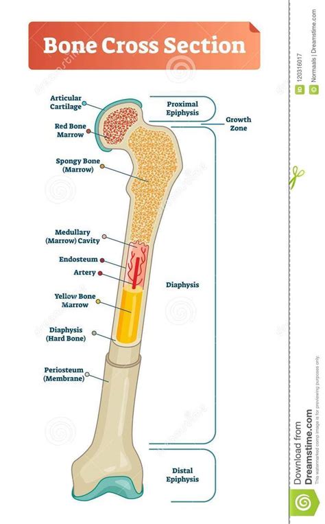 Vector Illustration Scheme Of Bone Cross Section Diagram With Articular Cartilage Marrow Me