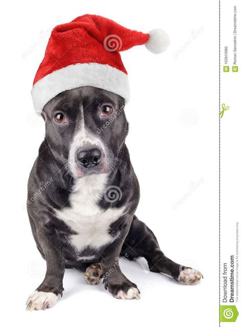 Cute Black Dog With Santa Hat Stock Image Image Of Close Friend