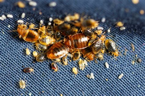 Live Dead Bedbugs Beyond Chron
