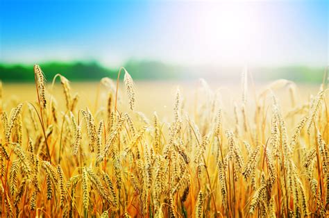 883702 4k Summer Fields Wheat Ear Botany Bokeh Rare Gallery Hd