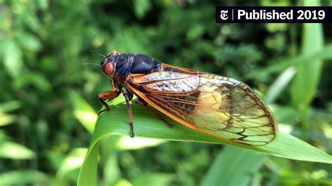 Drugged Castrated Eager To Mate The Lives Of Fungi Infected Cicadas