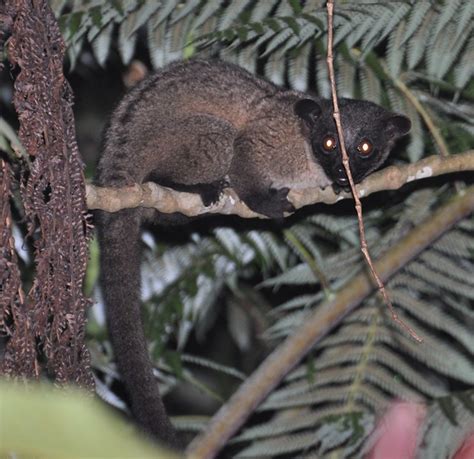 Frasers Hill 30 June 2009 Small Toothed Palm Civet Arct Flickr