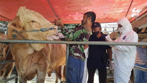 2 Ekor Sapi Limosin Berbobot 1 Ton Di Indramayu Suspek Penyakit Mulut