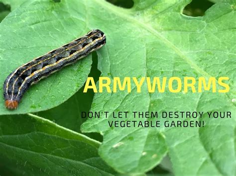How To Get Rid Of Armyworms In Your Garden Gardening Channel