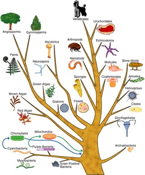 Science Visualized Phylogenetic Charts A Tree Of Life A Graphic