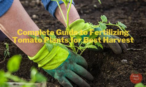 Complete Guide To Fertilizing Tomato Plants For Best Harvest Tomatoabout