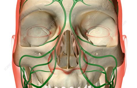 The Lymph Supply Of The Face Stock Image F0017691 Science Photo