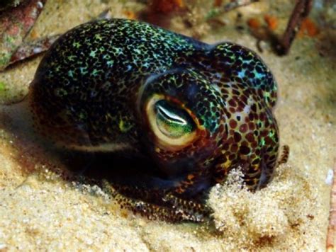25 Fantastic Bobtail Squid Fun Facts