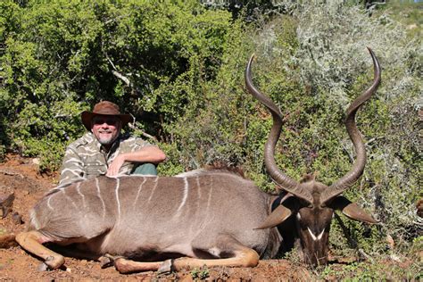 Kudu Eastern Cape South Africa Jd African Safaris