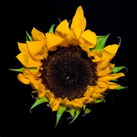 Sunflower Sick Of Winter Already Booone Flickr