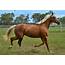 Mare  AUS 2015 By Gold Bold N Rich Out Of Cidade Thoroughbred