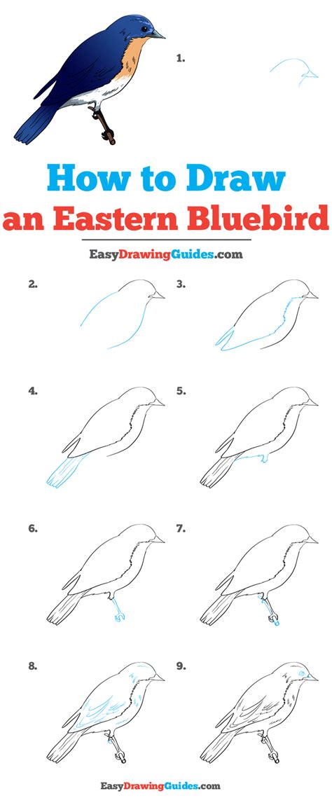 How To Draw A Bird Step By Step Easy Houk Hingere