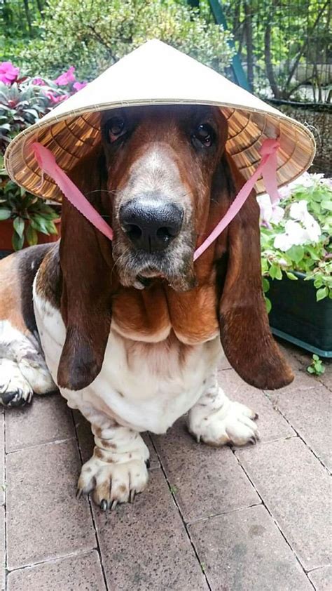 10 Of The Funniest Basset Hounds Youll Ever See Page 4 Of 5 Pupstoday
