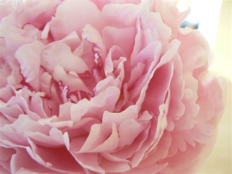 Pink Peony Wallpapers Wallpaper Cave