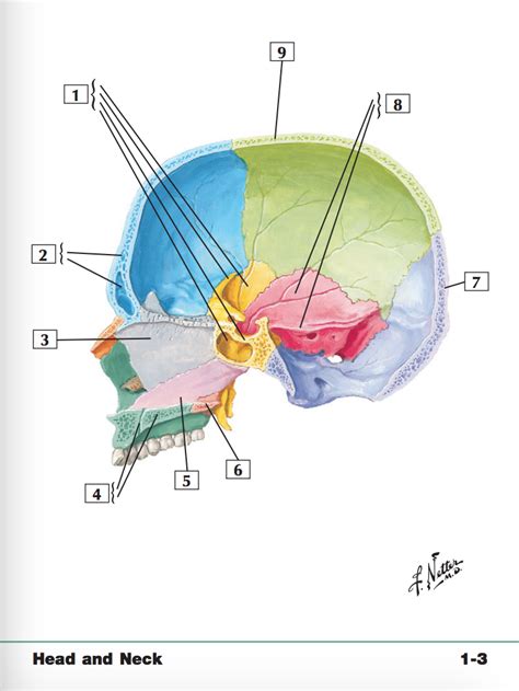 Skull Midsagittal Section 1 Diagram Quizlet