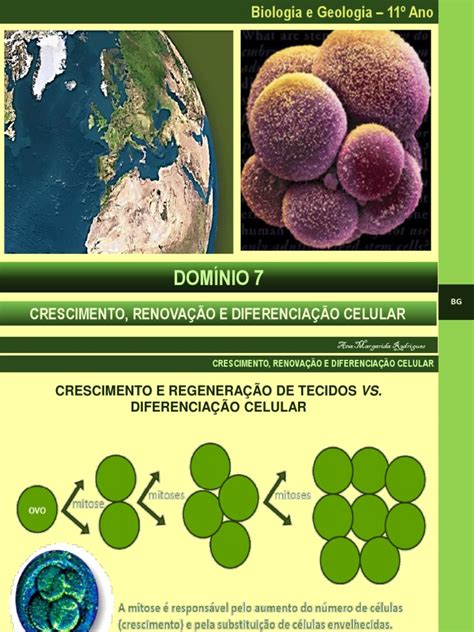 2122 Diferenciação Celular Pdf Célula Biologia Diferenciação