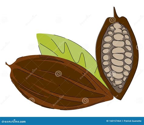 Cacao Nibsclipart Of Cacao Beans Vector Or Color Illustration Stock