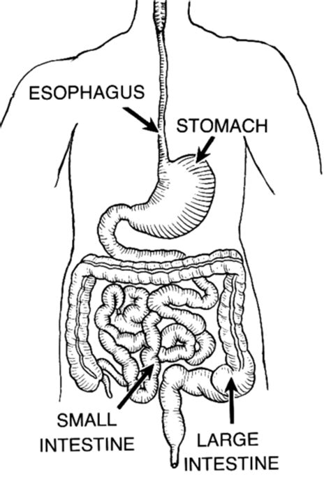 Learn About The Digestive System For Kids Hubpages