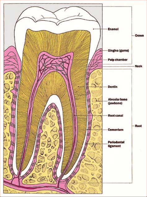 Teeth Anatomy Diagram