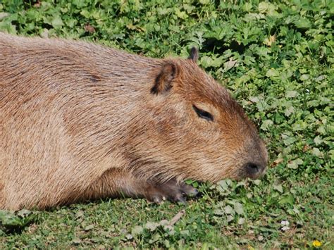 The Online Zoo Capybara