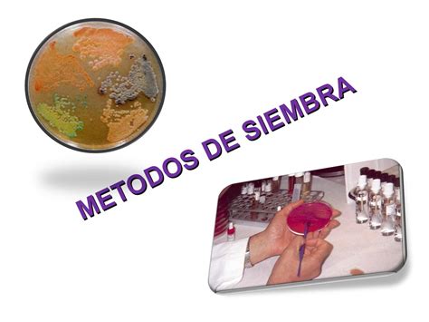 laboratorio métodos de siembra by lena echeverry issuu