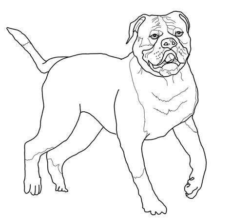 American Bulldog Coloring Page Free Printable Coloring Pages