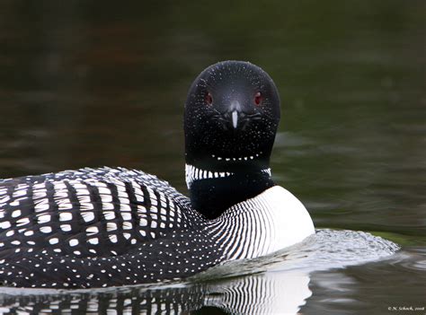 Species Information — Adirondack Center for Loon Conservation