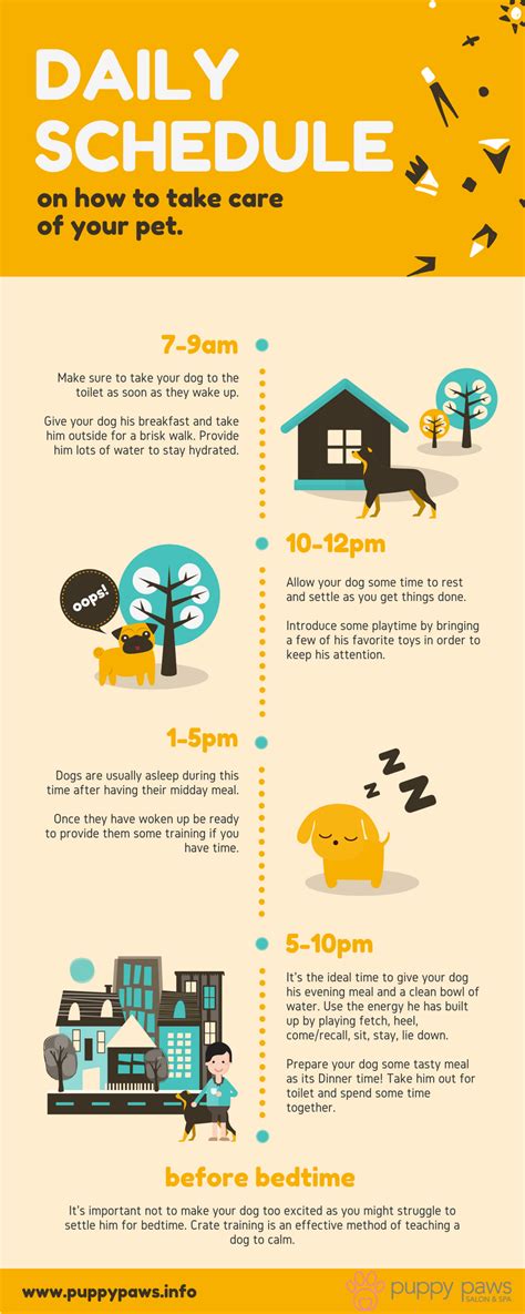 Daily Schedule On How To Take Care Of Your Pet Infographics