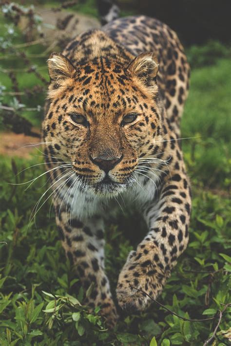 Vivid Essentials Cute Creature Amur Leopard Animals