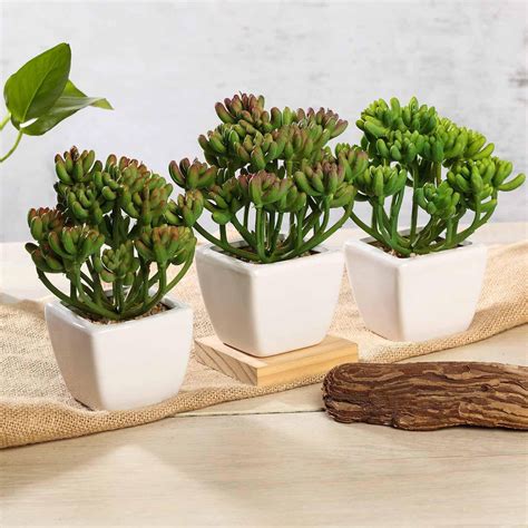 Set Of 3 Assorted Fake Succulents In Pot 7 Assorted Stonecrop