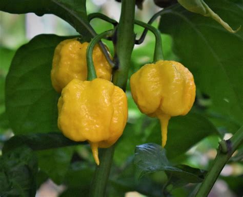 Carolina Reaper Yellow Čilinapojsi Čili Z Okusom