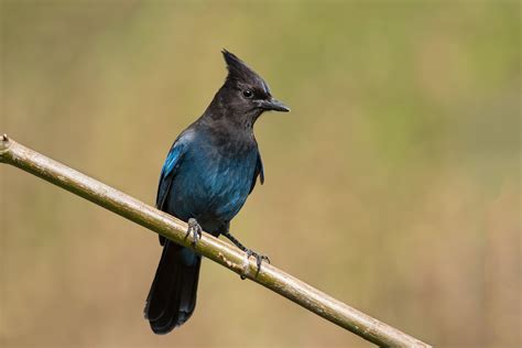 Stellers Jay — Eastside Audubon Society