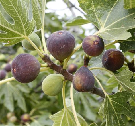 The fig tree is native to the middle east and western asia. Sun Dried California Black Mission Figs | Traina Foods
