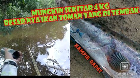 Paser Mania Menegangkan Penembakan Ikan Toman Besar Ukuran Kg Up Monster YouTube