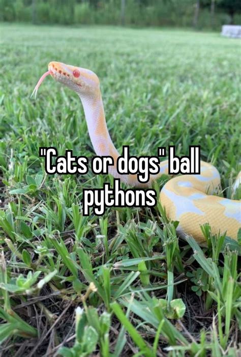 A Yellow And White Snake In The Grass With Caption That Reads Cats Or
