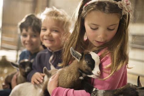 Baby Goats Born News From The Olde House